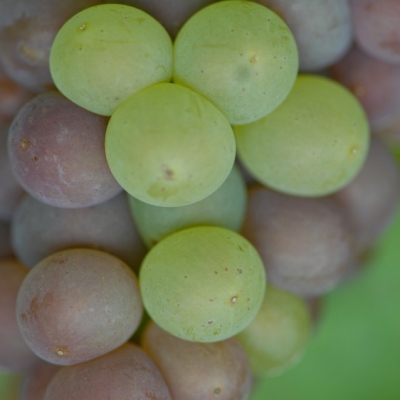 Mutation von Grauburgunder zu Weisburgunder ANT 1077